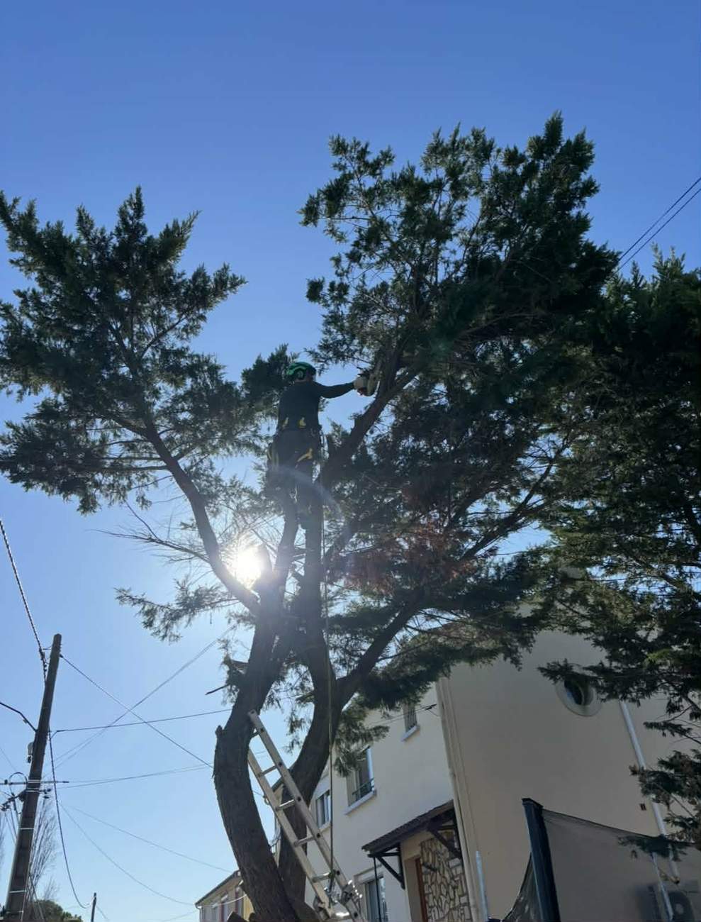 Élagueur grimpeur en escalade dans un grand arbre près de Bollène, taille à la tronçonneuse