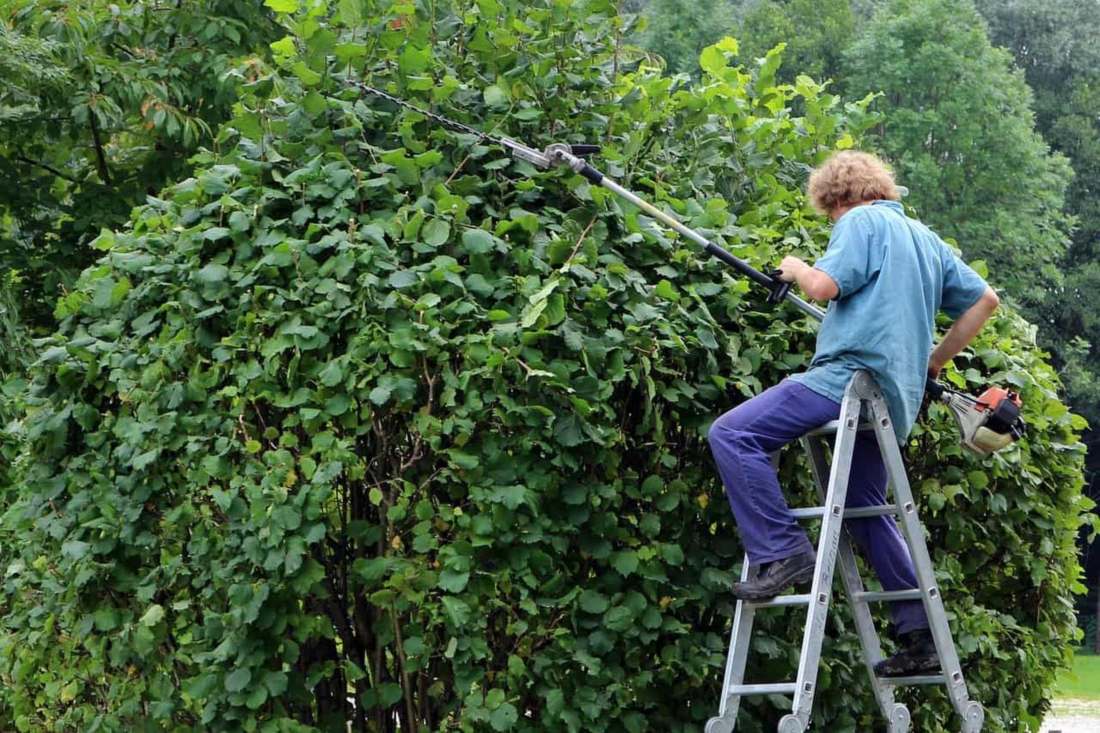 Jardinier taillant une haie haute au taille-haie sur perche, près de Bollène